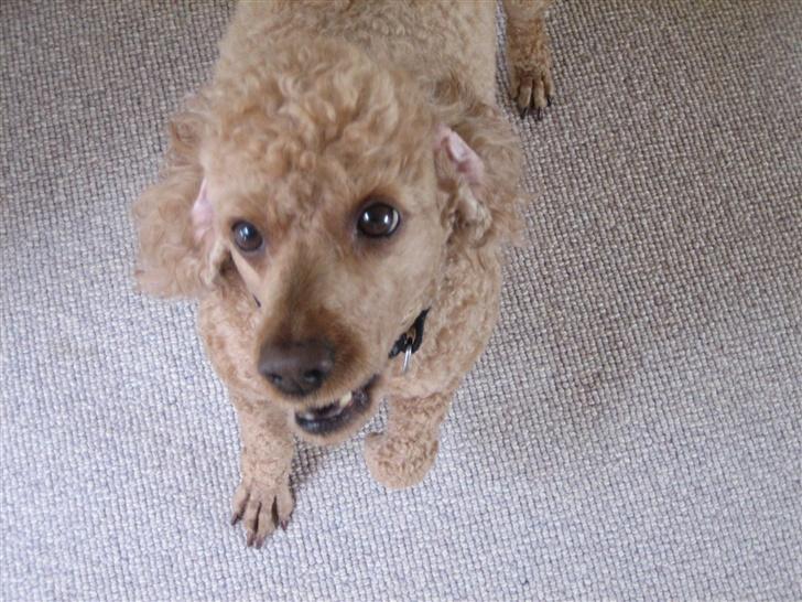 Dværgpuddel Clausen - Giv mig så dengodbid, ellers bliver jeg sur :D billede 4