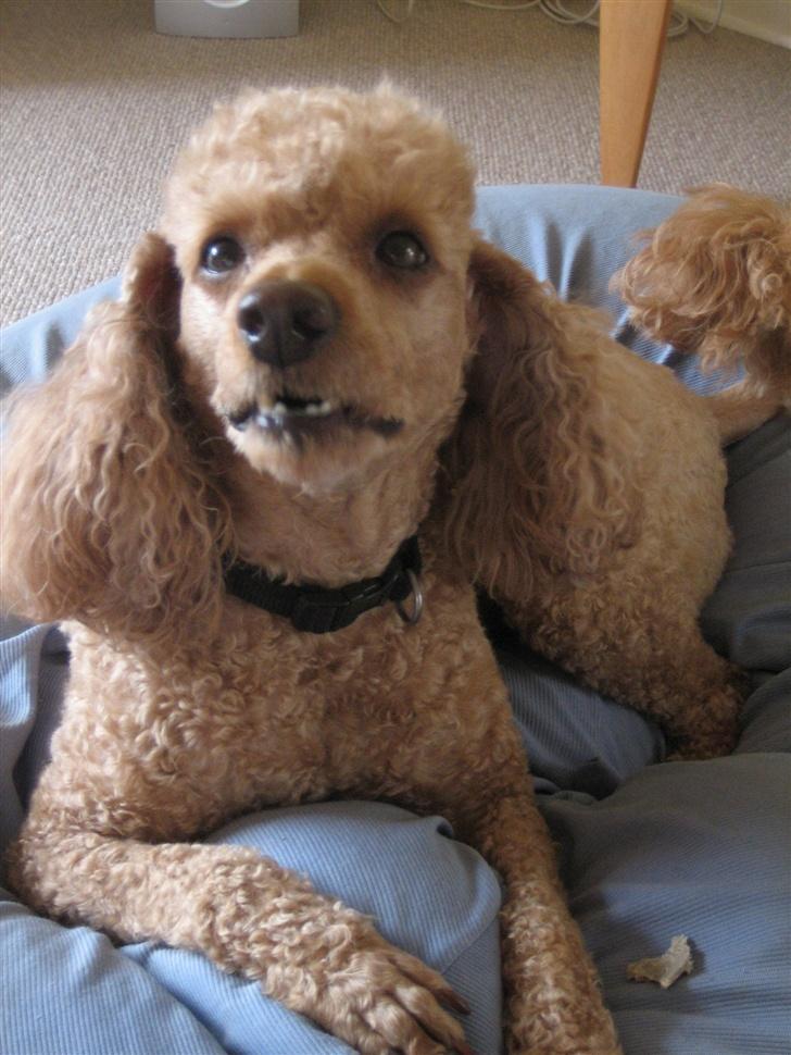 Dværgpuddel Clausen - Jeg vil gerne havde resten med det samme tak. billede 5