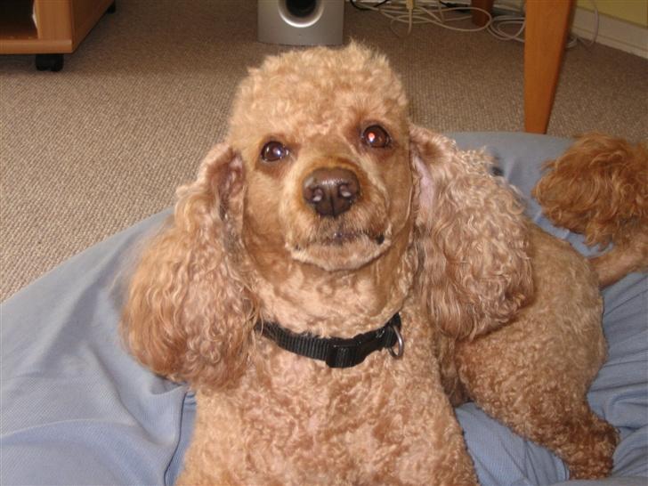 Dværgpuddel Clausen - Hvis jeg nu ser sød ud virker det så<3 billede 6