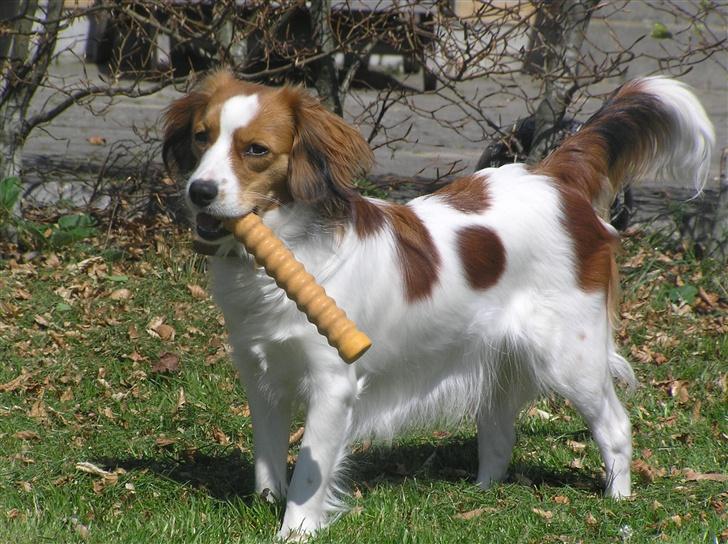 Kooikerhondje bailey billede 1