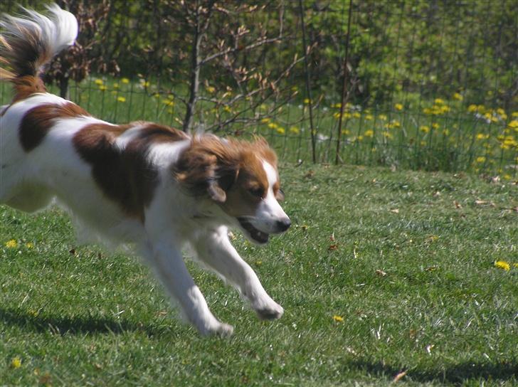 Kooikerhondje bailey billede 2