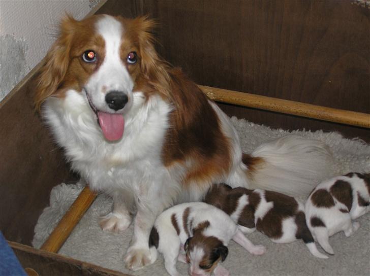 Kooikerhondje bailey billede 3