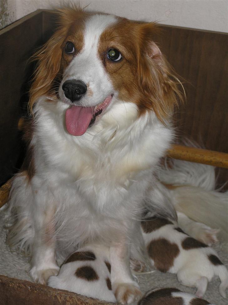 Kooikerhondje bailey billede 4