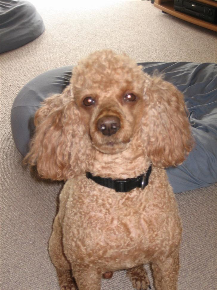 Dværgpuddel Clausen - jeg lover og være rigtig sød mod dig. kan du ikke s hvor sød jeg ser ud, jae endelig fik jeg godbiden;D billede 7