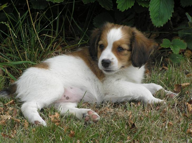 Kooikerhondje bailey billede 6