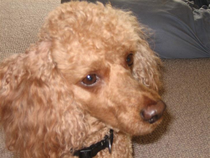 Dværgpuddel Clausen - Skal vi ud nu..? billede 8