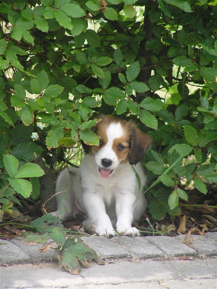 Kooikerhondje bailey billede 7