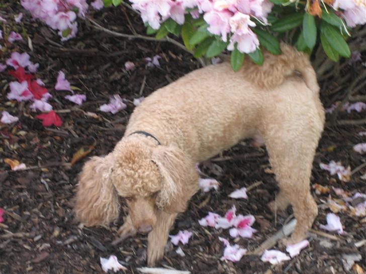 Dværgpuddel Clausen - Hvad er det for noget underligt stads.. :) billede 9