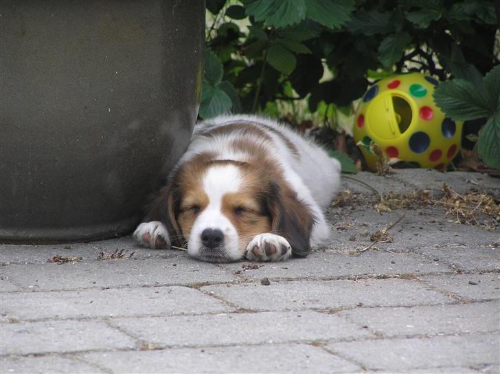 Kooikerhondje bailey billede 8