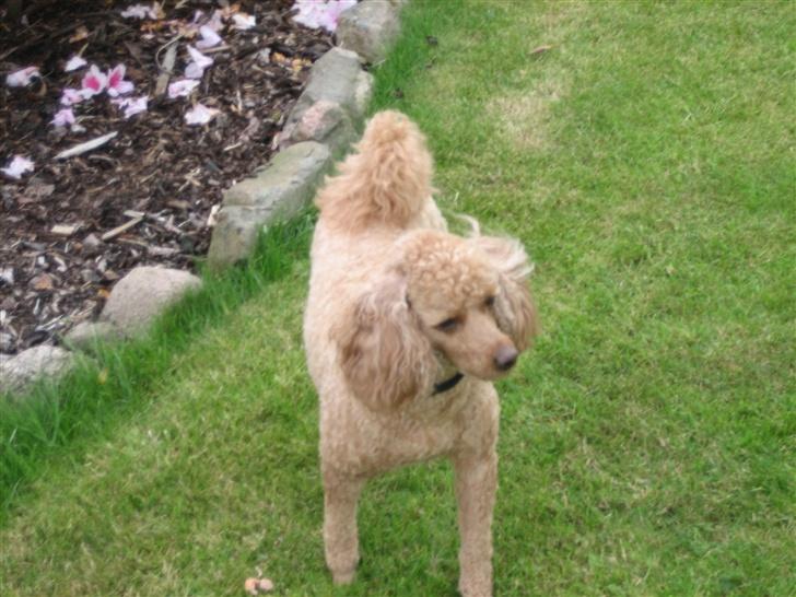 Dværgpuddel Clausen - Hvad er det der over så? billede 10