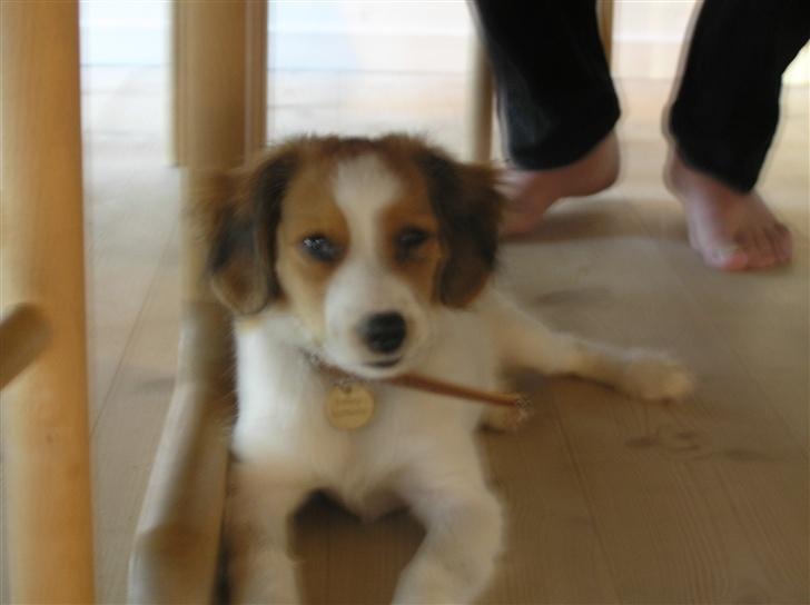 Kooikerhondje bailey billede 9