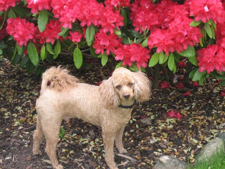 Dværgpuddel Clausen - Hey Caroline kig, jeg er fotomodel ;D billede 11