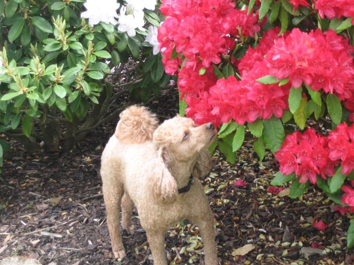 Dværgpuddel Clausen - Ej det lugter ret odt.<3 billede 12