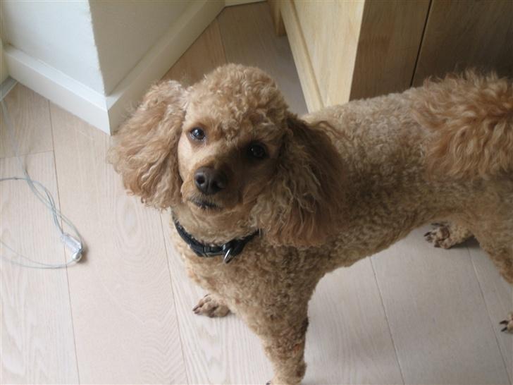 Dværgpuddel Clausen - Skal vi ud igen.<3 ? billede 13