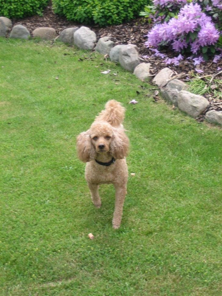 Dværgpuddel Clausen - E jeg ikke bare sød. billede 14