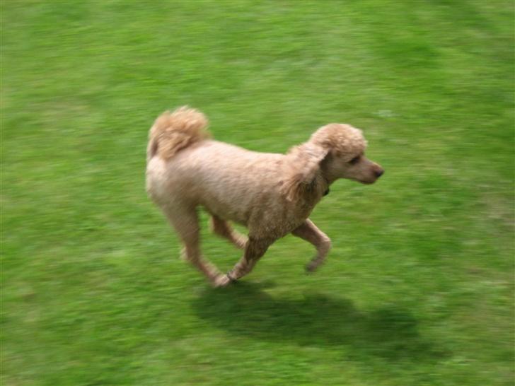 Dværgpuddel Clausen - Se hvor jeg løber<3 billede 15