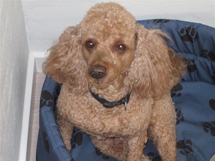 Dværgpuddel Clausen - Nu er jeg træt caroline.:) billede 16