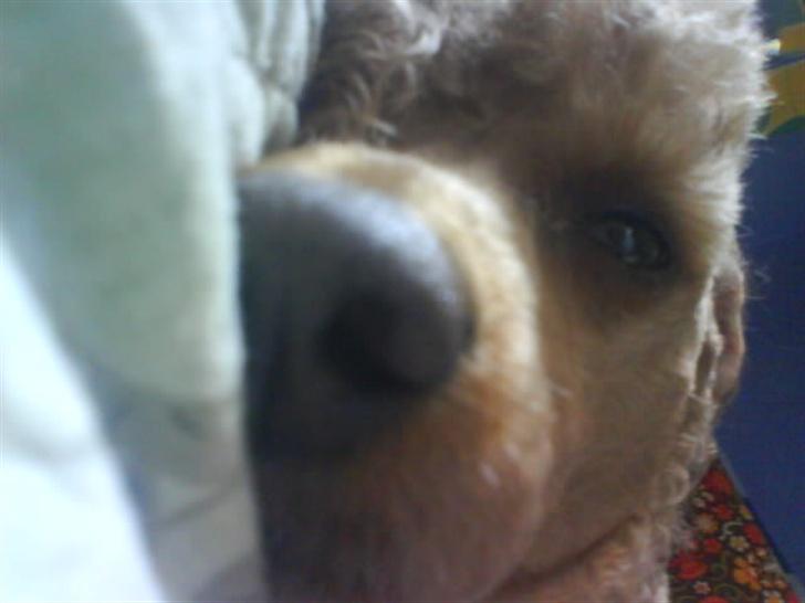 Dværgpuddel Clausen - Jeg vil gerne sove nu godnat.<3 billede 17