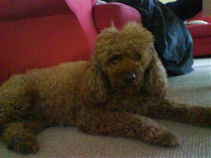 Dværgpuddel Clausen - Det er mig med mine vinter lokker..;D billede 18