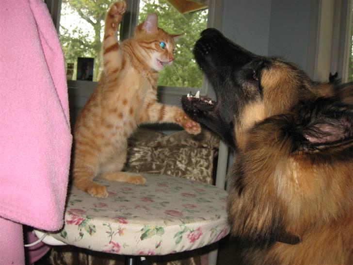 Tervueren Chico-Erik - Mig og katten Leeger !  :) billede 17