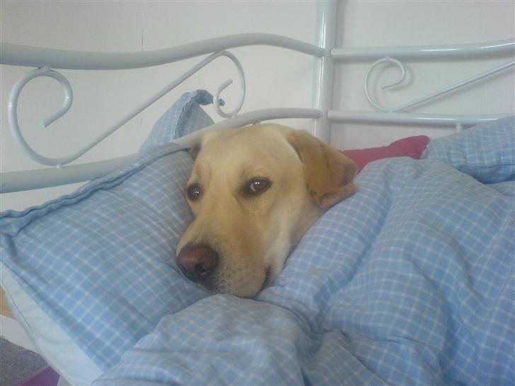 Labrador retriever Tinka - En dejlig putte hund (: billede 10