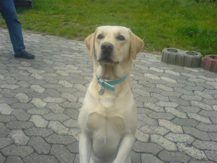 Labrador retriever Tinka - hun kan sidde pænt billede 11