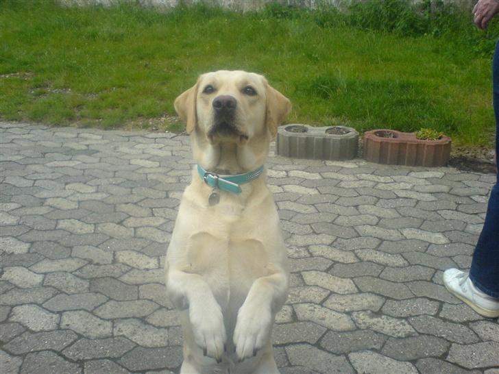 Labrador retriever Tinka - endnu pænere end før  billede 12