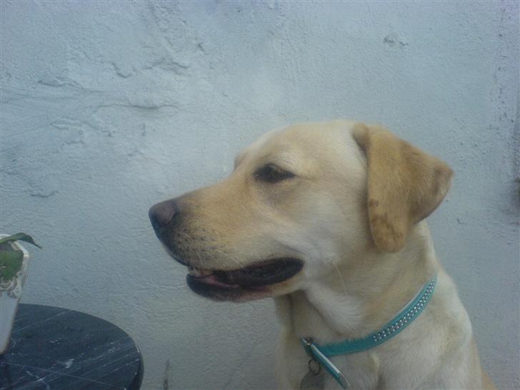 Labrador retriever Tinka - smuk smuk billede 13