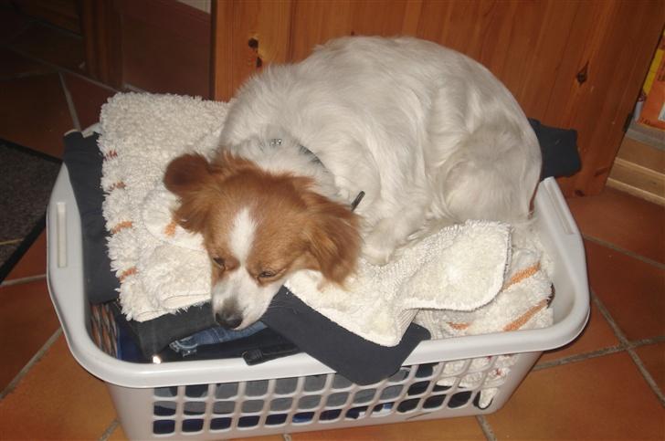 Blanding af racer R.I.P Lady billede 5