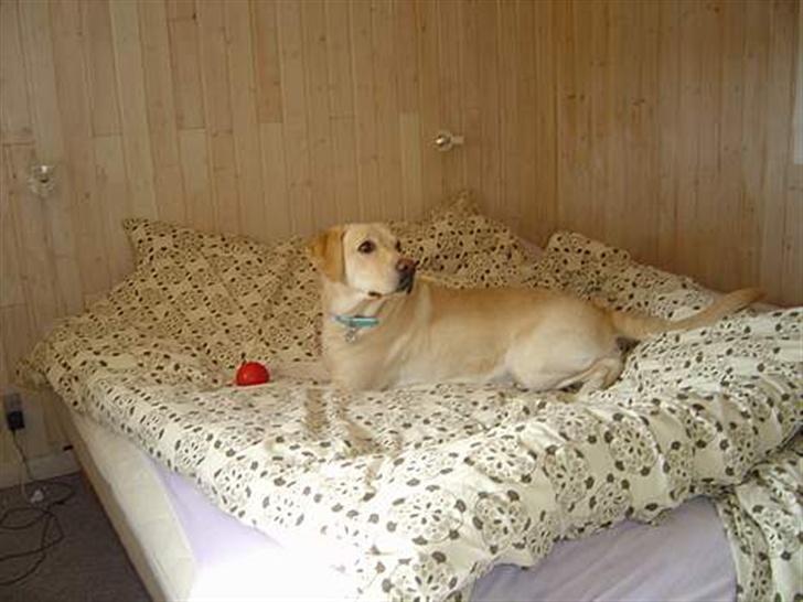 Labrador retriever Tinka billede 14