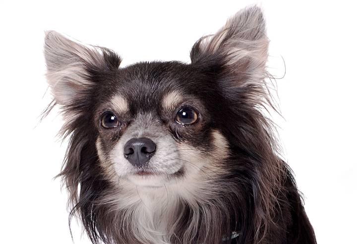 Chihuahua Casper - Casper får en lille "morfar". billede 1