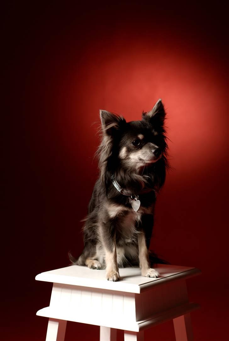 Chihuahua Casper - Igen en sovende Casper. billede 2