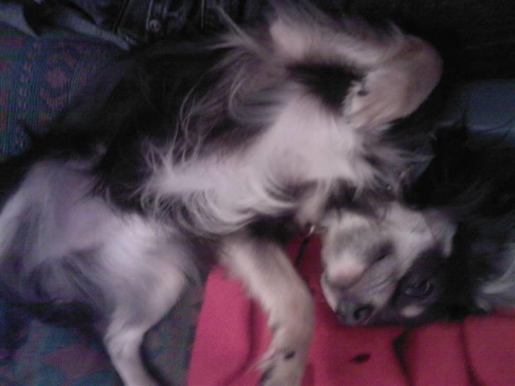 Chihuahua Casper - Casper bagfra. billede 3