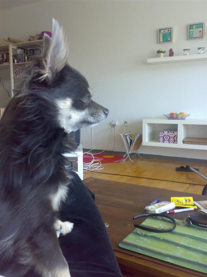 Chihuahua Casper - Casper fra siden. billede 4