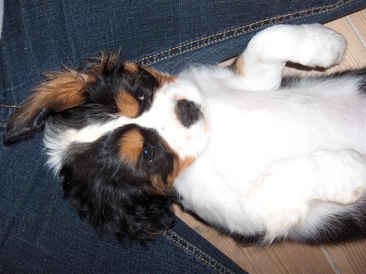 Cavalier king charles spaniel Bella - lige kommet hjem til min mor:) billede 1