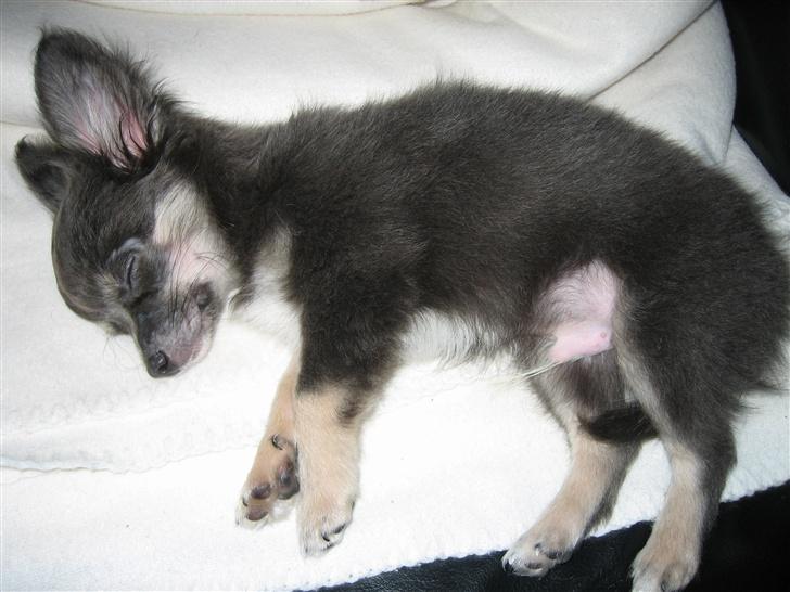 Chihuahua Casper - Casper 10uger sover. billede 5