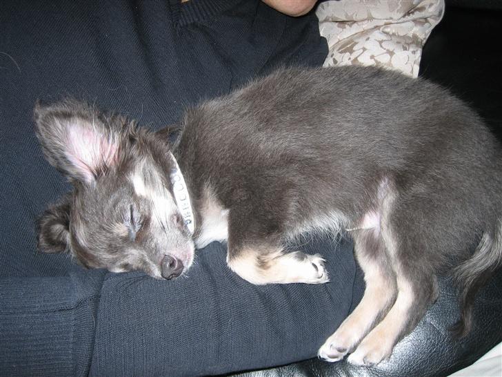 Chihuahua Casper - Casper 10uer. billede 6