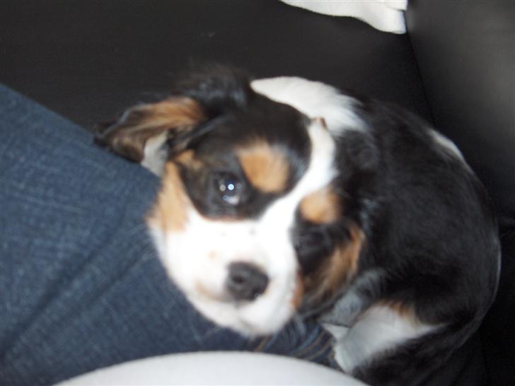 Cavalier king charles spaniel Bella - ligger lige og putter lidt:) billede 2