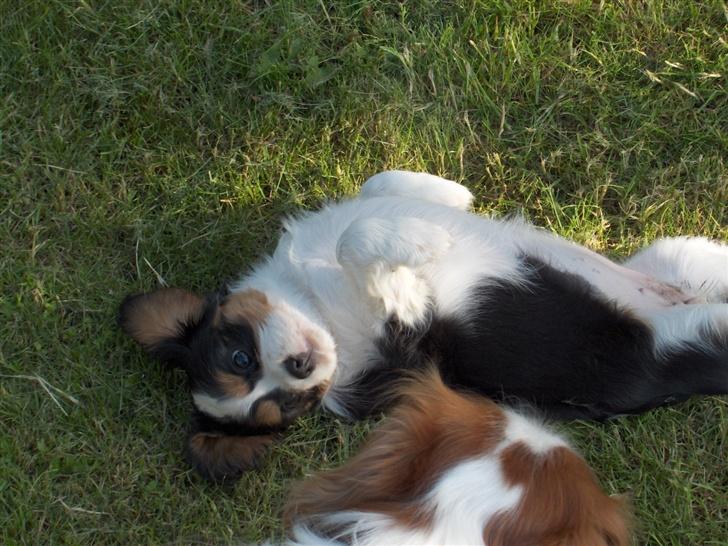 Cavalier king charles spaniel Bella billede 3