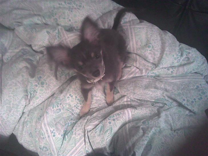 Chihuahua Casper - Casper 2007. billede 7