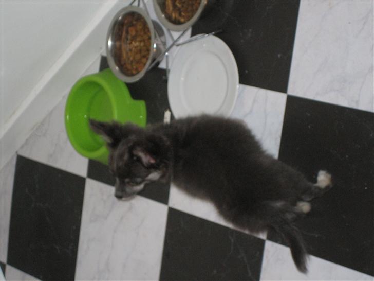 Chihuahua Casper - Casper da han var en lille hvalp på 10uger. billede 8