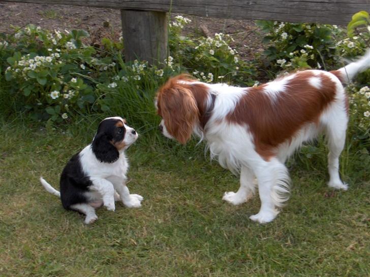 Cavalier king charles spaniel Bella - mig og min bedste ven Max:) billede 4
