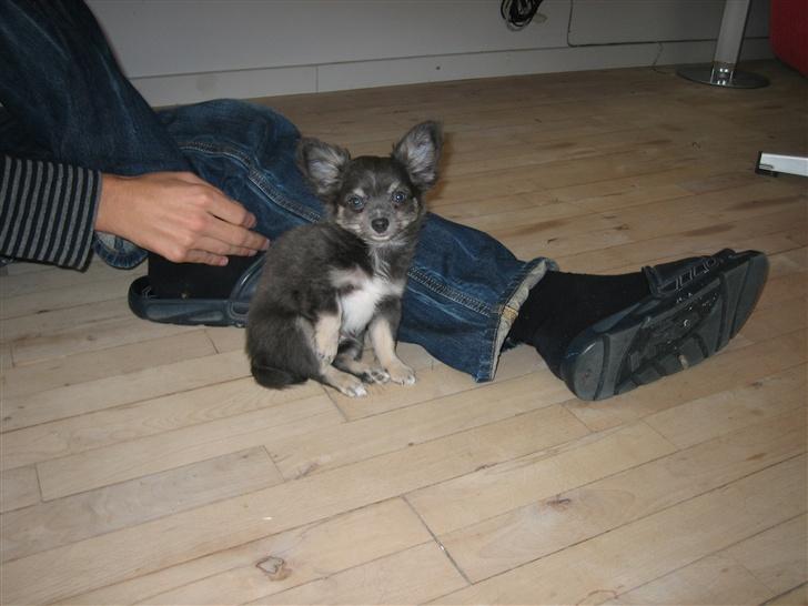 Chihuahua Casper - Dagen efter jeg hentede Casper i Tyskland. billede 9