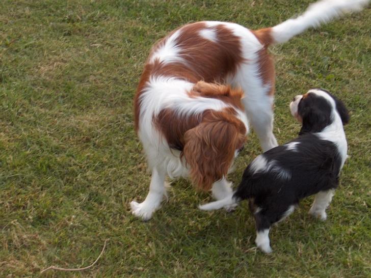 Cavalier king charles spaniel Bella - Max og min mor kom og besøgte mig, før jeg skulle med dem hjem:) billede 5