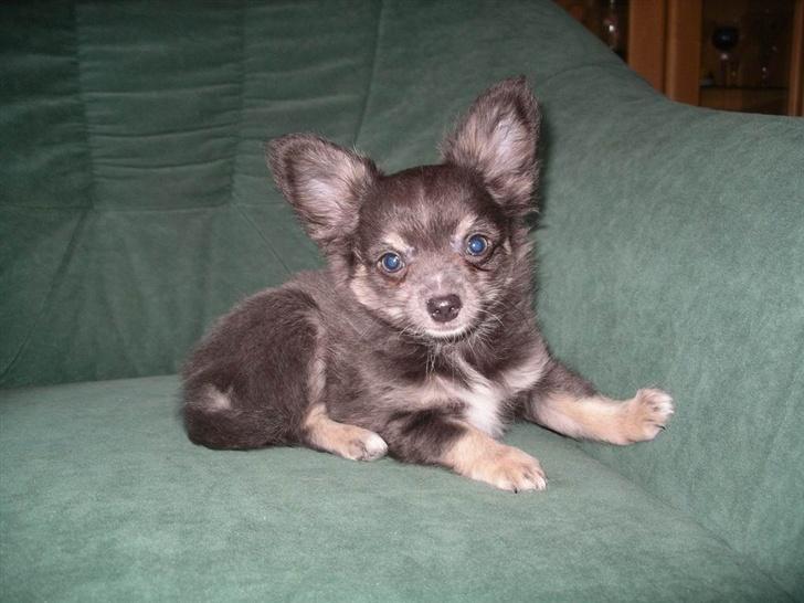 Chihuahua Casper - Billede af Casper fra da han var ca. 8uger. billede 10