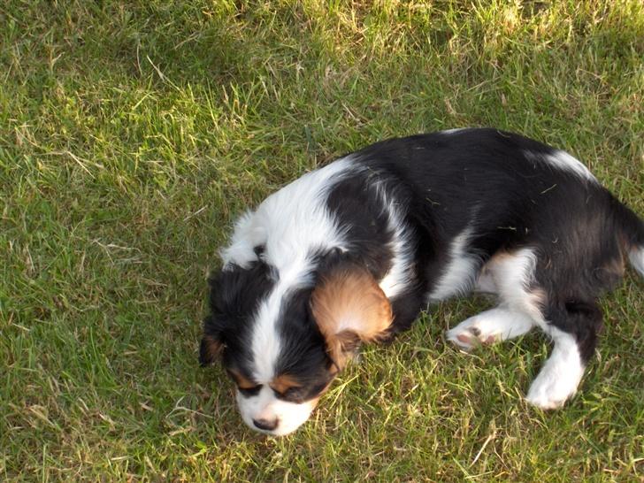 Cavalier king charles spaniel Bella - det er lidt hårdt at lege så meget billede 6