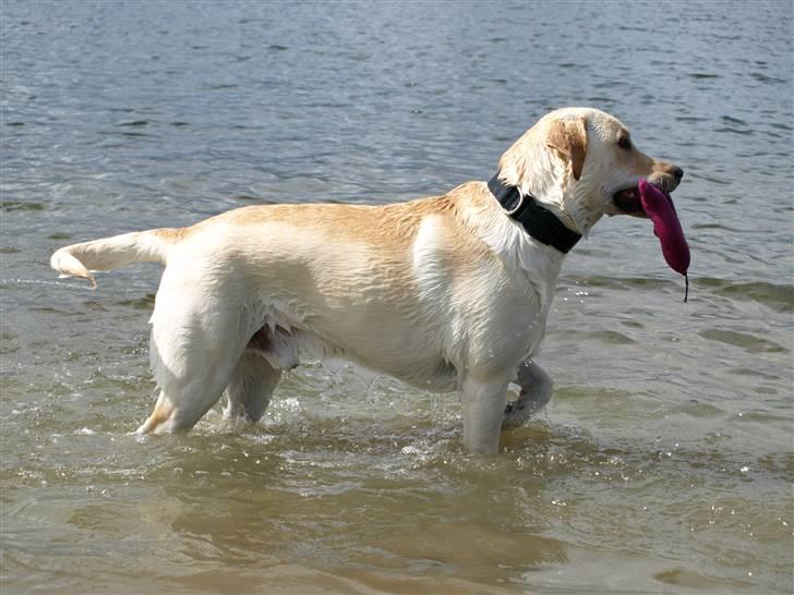 Blanding af racer Siku - Er det det man kalder vandstand??.. billede 10