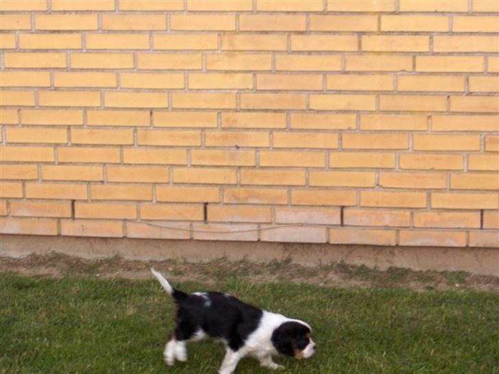Cavalier king charles spaniel Bella billede 7