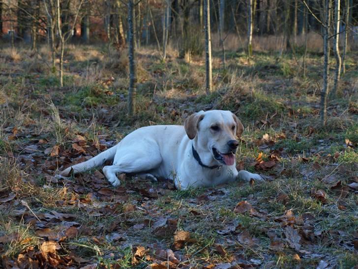 Blanding af racer Siku - Gi´ mig lige 10 sekunder, så er jeg klar igen.. billede 11