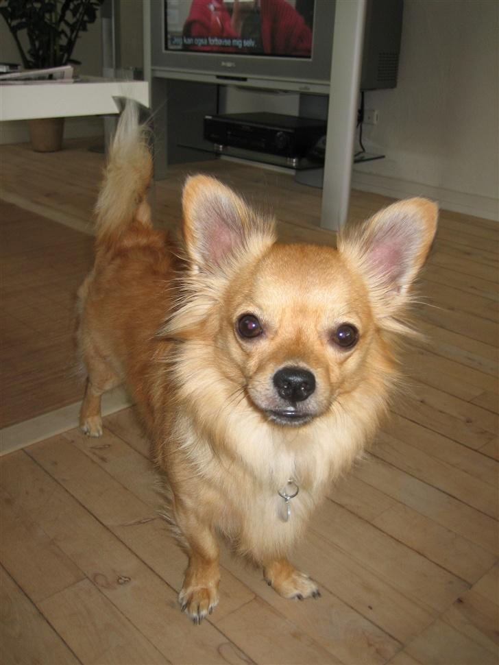 Chihuahua Nikki - Nikki 2006 billede 1